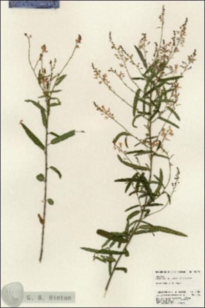 URN_catalog_HBHinton_herbarium_24228.jpg.jpg