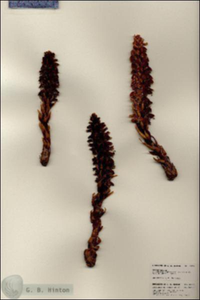 URN_catalog_HBHinton_herbarium_25234.jpg.jpg