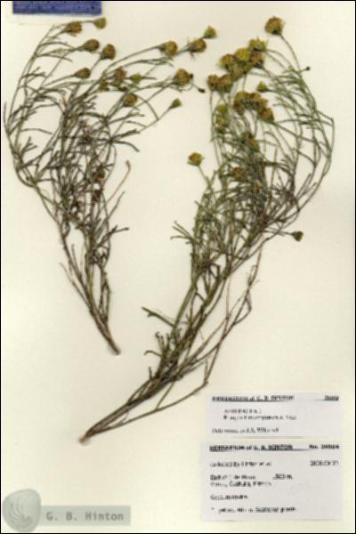 URN_catalog_HBHinton_herbarium_28504.jpg.jpg