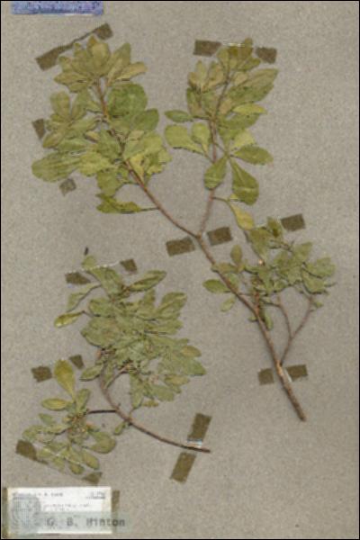 URN_catalog_HBHinton_herbarium_17941.jpg.jpg