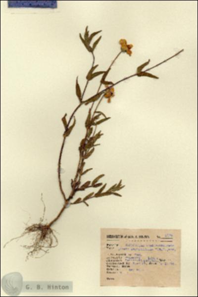 URN_catalog_HBHinton_herbarium_2175.jpg.jpg