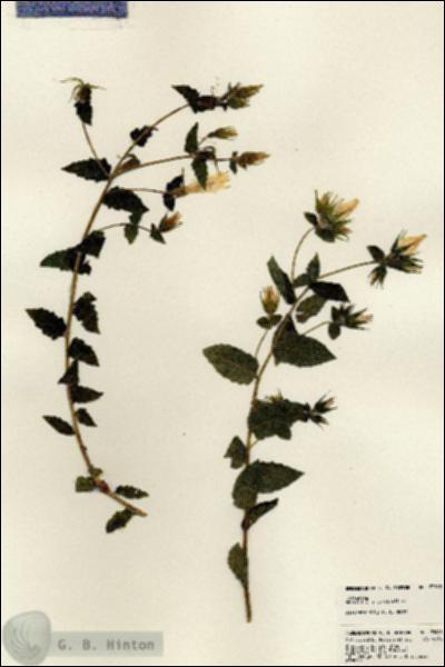 URN_catalog_HBHinton_herbarium_23643.jpg.jpg