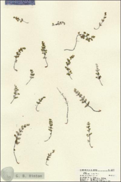 URN_catalog_HBHinton_herbarium_22199.jpg.jpg