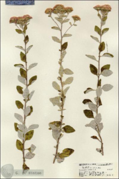 URN_catalog_HBHinton_herbarium_21637.jpg.jpg