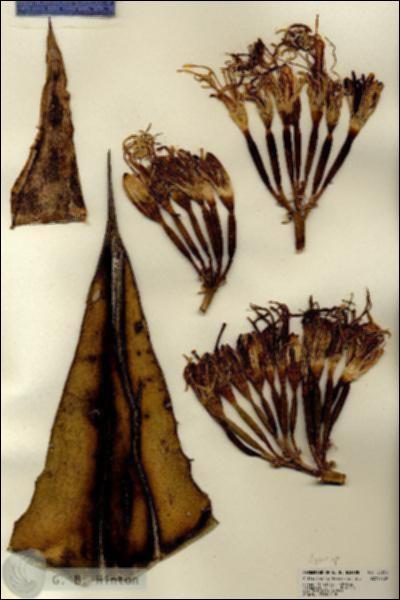 URN_catalog_HBHinton_herbarium_22262.jpg.jpg