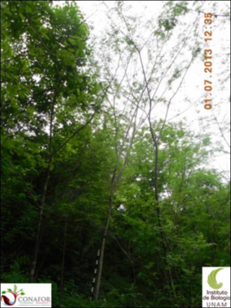 77267_S1_ARC_20130701_002_001.jpg.jpg