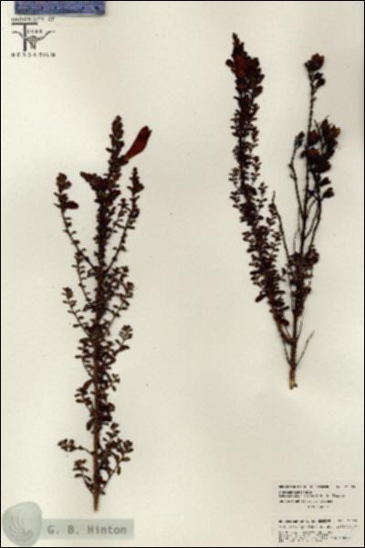 URN_catalog_HBHinton_herbarium_26393.jpg.jpg