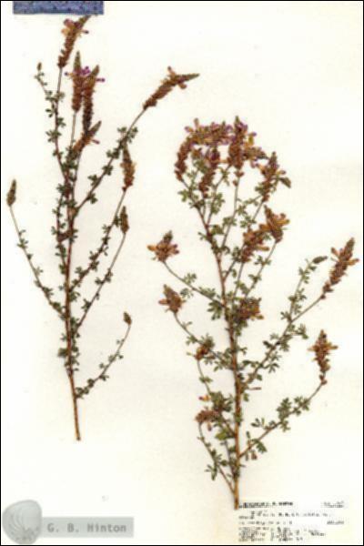 URN_catalog_HBHinton_herbarium_20623.jpg.jpg