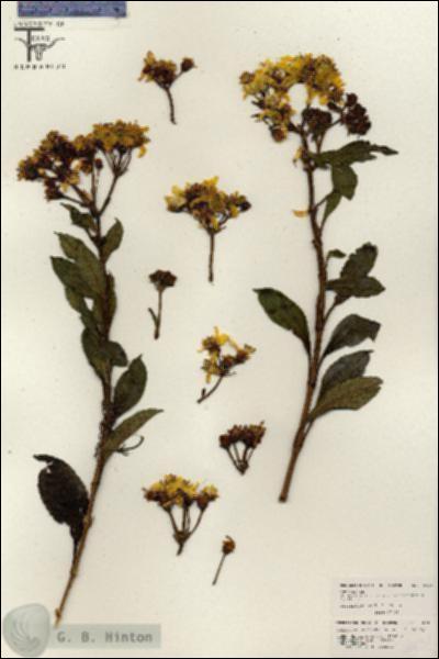 URN_catalog_HBHinton_herbarium_26631.jpg.jpg
