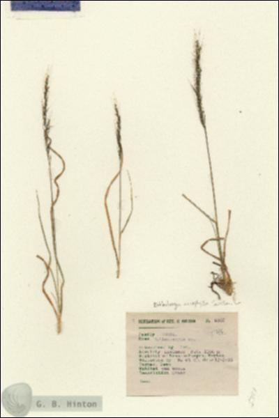 URN_catalog_HBHinton_herbarium_5307.jpg.jpg