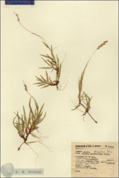 URN_catalog_HBHinton_herbarium_6437.jpg.jpg