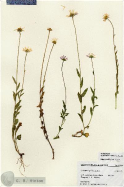 URN_catalog_HBHinton_herbarium_27236.jpg.jpg