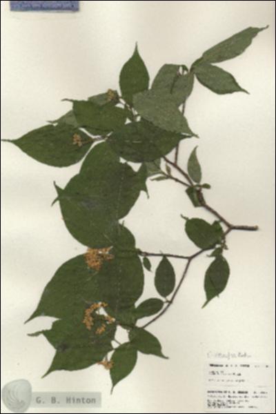 URN_catalog_HBHinton_herbarium_25301.jpg.jpg