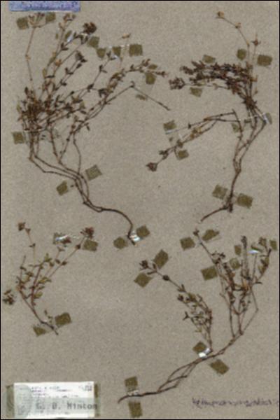 URN_catalog_HBHinton_herbarium_18715.jpg.jpg