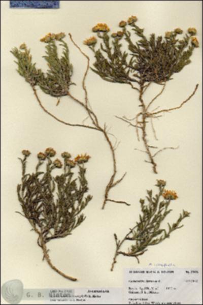 URN_catalog_HBHinton_herbarium_27032.jpg.jpg