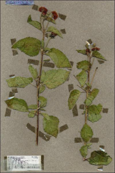 URN_catalog_HBHinton_herbarium_17682.jpg.jpg