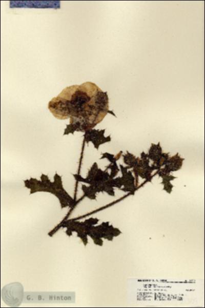 URN_catalog_HBHinton_herbarium_21509.jpg.jpg
