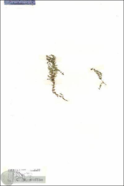 URN_catalog_HBHinton_herbarium_19469.jpg.jpg