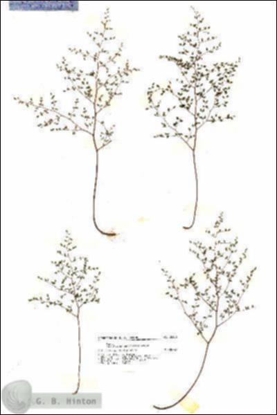 URN_catalog_HBHinton_herbarium_20186.jpg.jpg