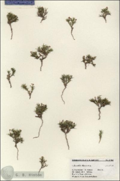 URN_catalog_HBHinton_herbarium_27362.jpg.jpg