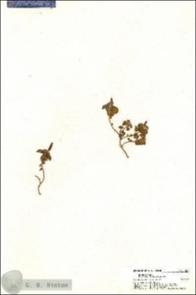 URN_catalog_HBHinton_herbarium_20407.jpg.jpg