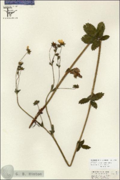 URN_catalog_HBHinton_herbarium_26686.jpg.jpg