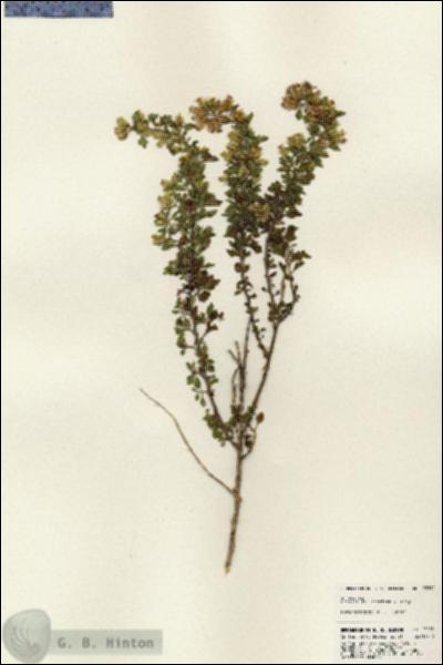 URN_catalog_HBHinton_herbarium_23892.jpg.jpg