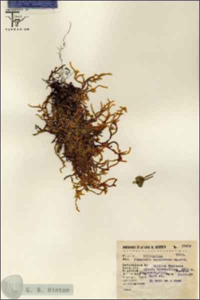 URN_catalog_HBHinton_herbarium_12416.jpg.jpg
