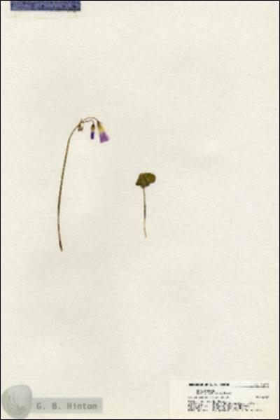 URN_catalog_HBHinton_herbarium_21002.jpg.jpg