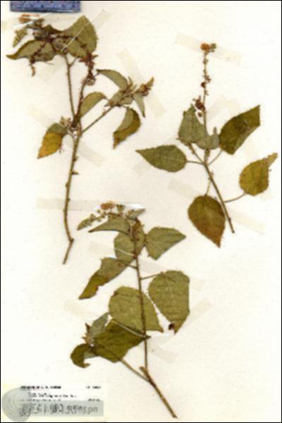 URN_catalog_HBHinton_herbarium_19969.jpg.jpg