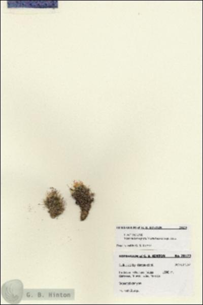 URN_catalog_HBHinton_herbarium_28123.jpg.jpg