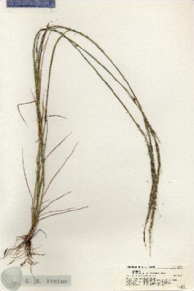 URN_catalog_HBHinton_herbarium_20835.jpg.jpg