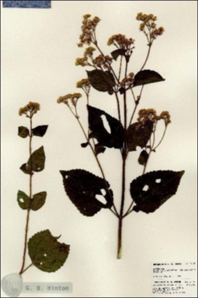 URN_catalog_HBHinton_herbarium_24116.jpg.jpg