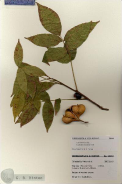 URN_catalog_HBHinton_herbarium_28164.jpg.jpg