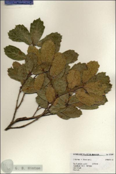 URN_catalog_HBHinton_herbarium_27387.jpg.jpg
