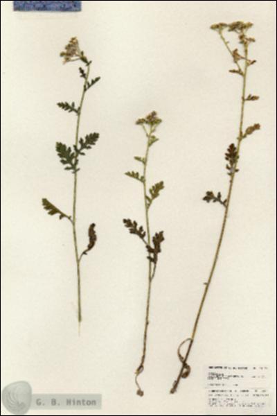 URN_catalog_HBHinton_herbarium_24868.jpg.jpg