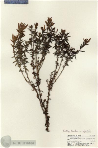 URN_catalog_HBHinton_herbarium_21725.jpg.jpg