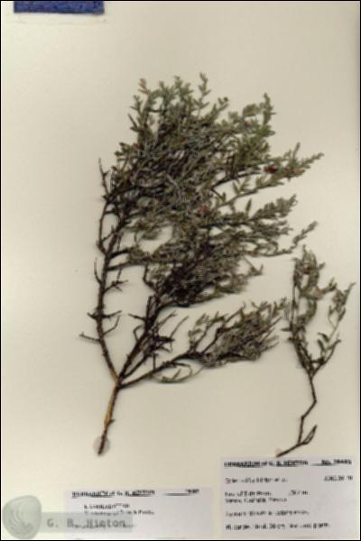URN_catalog_HBHinton_herbarium_28485.jpg.jpg