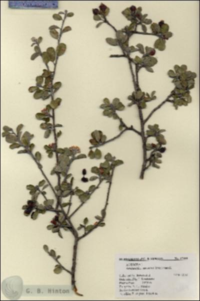 URN_catalog_HBHinton_herbarium_17499.jpg.jpg