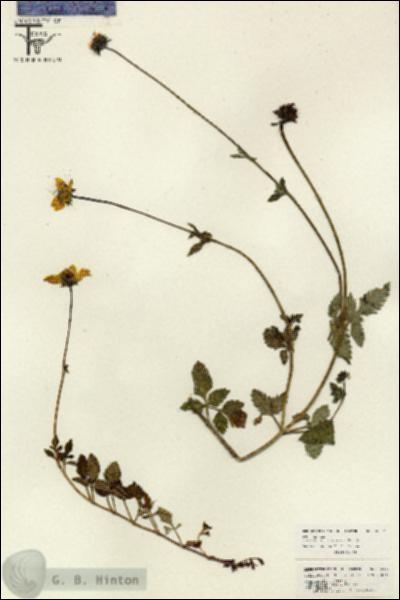URN_catalog_HBHinton_herbarium_26084.jpg.jpg