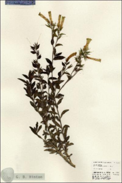URN_catalog_HBHinton_herbarium_24393.jpg.jpg