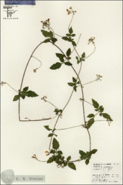 URN_catalog_HBHinton_herbarium_26484.jpg.jpg