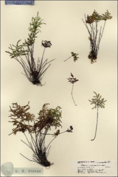 URN_catalog_HBHinton_herbarium_21513.jpg.jpg