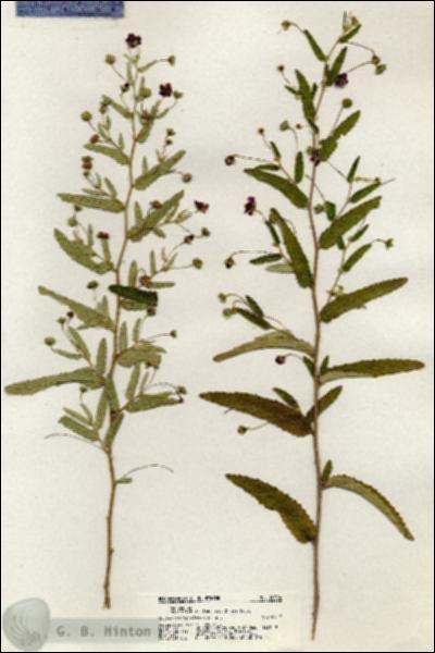 URN_catalog_HBHinton_herbarium_20784.jpg.jpg