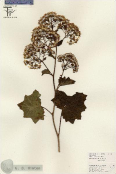 URN_catalog_HBHinton_herbarium_26069.jpg.jpg