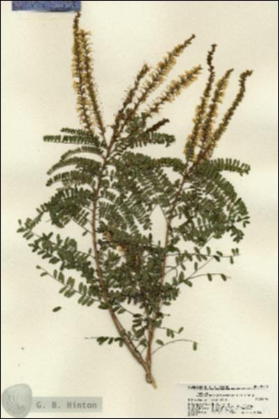 URN_catalog_HBHinton_herbarium_22343.jpg.jpg