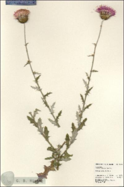URN_catalog_HBHinton_herbarium_24236.jpg.jpg