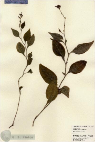 URN_catalog_HBHinton_herbarium_22599.jpg.jpg