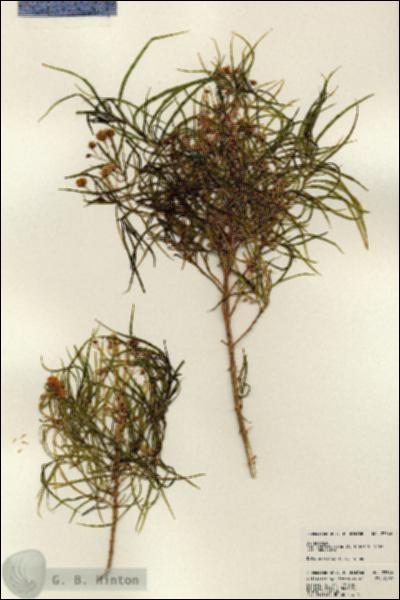 URN_catalog_HBHinton_herbarium_23546.jpg.jpg