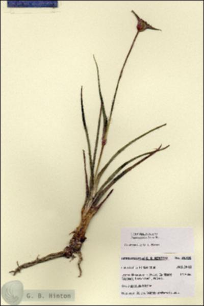 URN_catalog_HBHinton_herbarium_28706.jpg.jpg